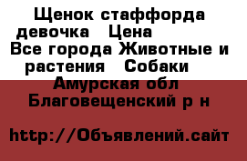 Щенок стаффорда девочка › Цена ­ 20 000 - Все города Животные и растения » Собаки   . Амурская обл.,Благовещенский р-н